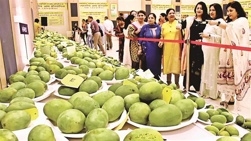 Hathi Jhool Mango: छत्तीसगढ़ में यहां मिलता है चार-चार किलो का हाथीझूल ...