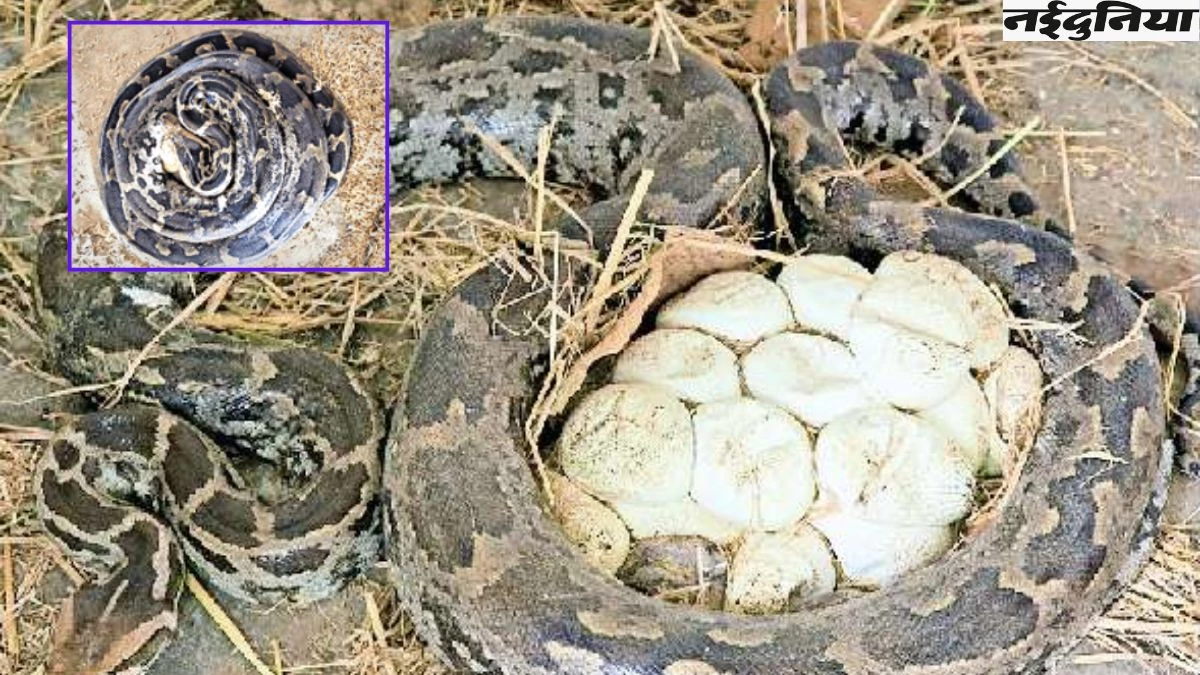Huge Python Rescue: 25 अंडों के साथ नजर आया 12 फीट लंबा अजगर, देखकर लोगों के उड़े होश