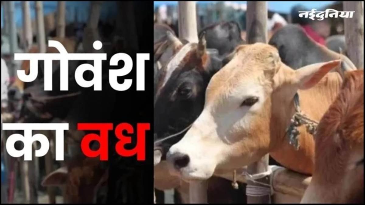 भोपाल गोवंश वध मामला... कोर्ट ने माना बचाव पक्ष का तर्क, दिए CCTV फुटेज, फॉरेंसिक लैब की रिपोर्ट रही बेअसर