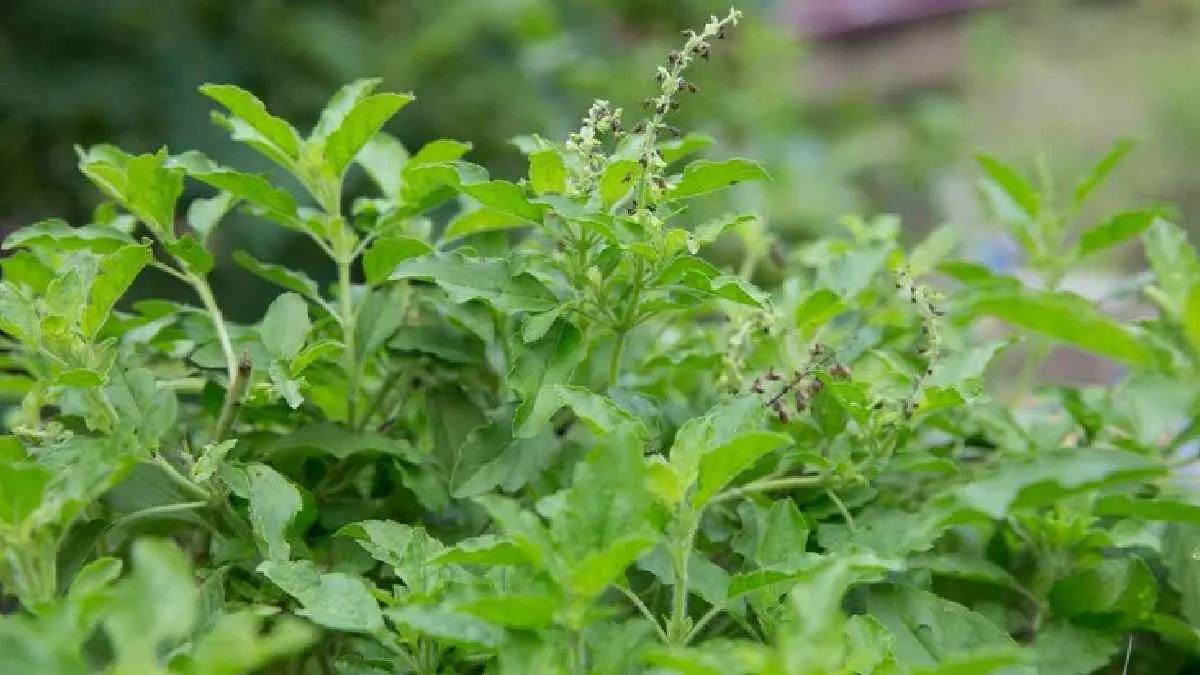 vastu-tulsi-plant-right-direction-to-put-tulsi-plant-at-home