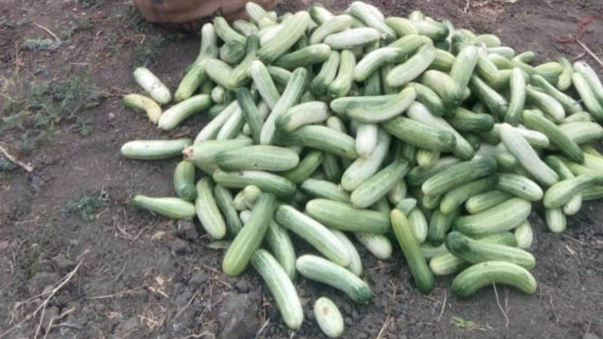 Shajapur News: कैंसर ने ली पिता-दादी की जान तो किसान ने बदला गांव में खेती का तरीका