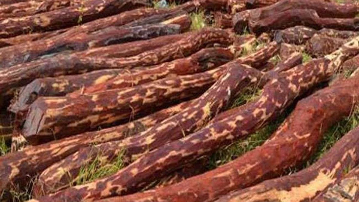 Red Sandalwood Smuggling: दक्षिण भारत से तस्करी कर मंदसौर लाया गया लाल चंदन, 2260 किलो जब्त, दो गिरफ्तार, मास्टरमाइंड फरार