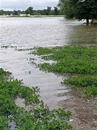 बसई क्षेत्र के नदी किनारे बसे गांवों के खेतों में पहुंचा पानी
