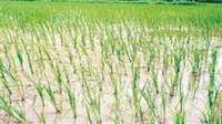 Jabalpur Nws : शहपुरा विकासखंड में कृषि अधिकारियों ने किया फसलों का निरीक्षण