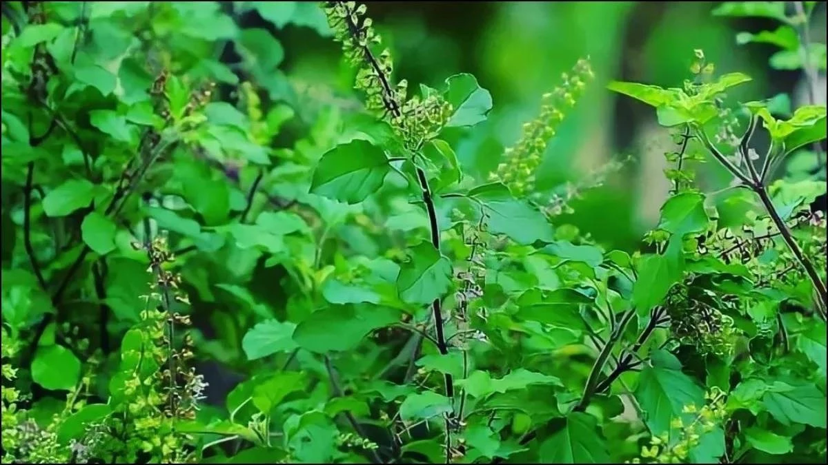 मध्य प्रदेश के स्कूल-कॉलेजों में हर्बल गार्डन विकसित कराएंगे आयुर्वेदिक कॉलेज