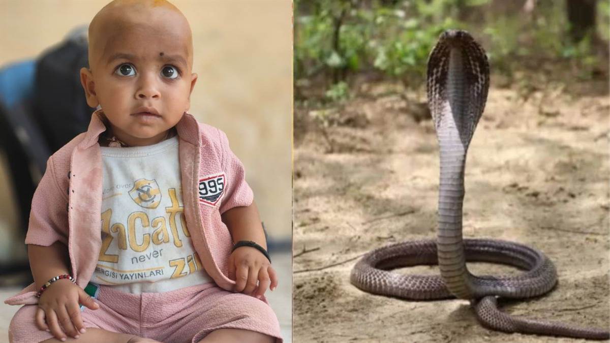 शिवपुरी में परिवार के साथ सो रहे 1 साल के मासूम को सांप ने डंसा, मौत; नई छत बन रही थी... इसलिए गैलरी में सोया था पूरा परिवार