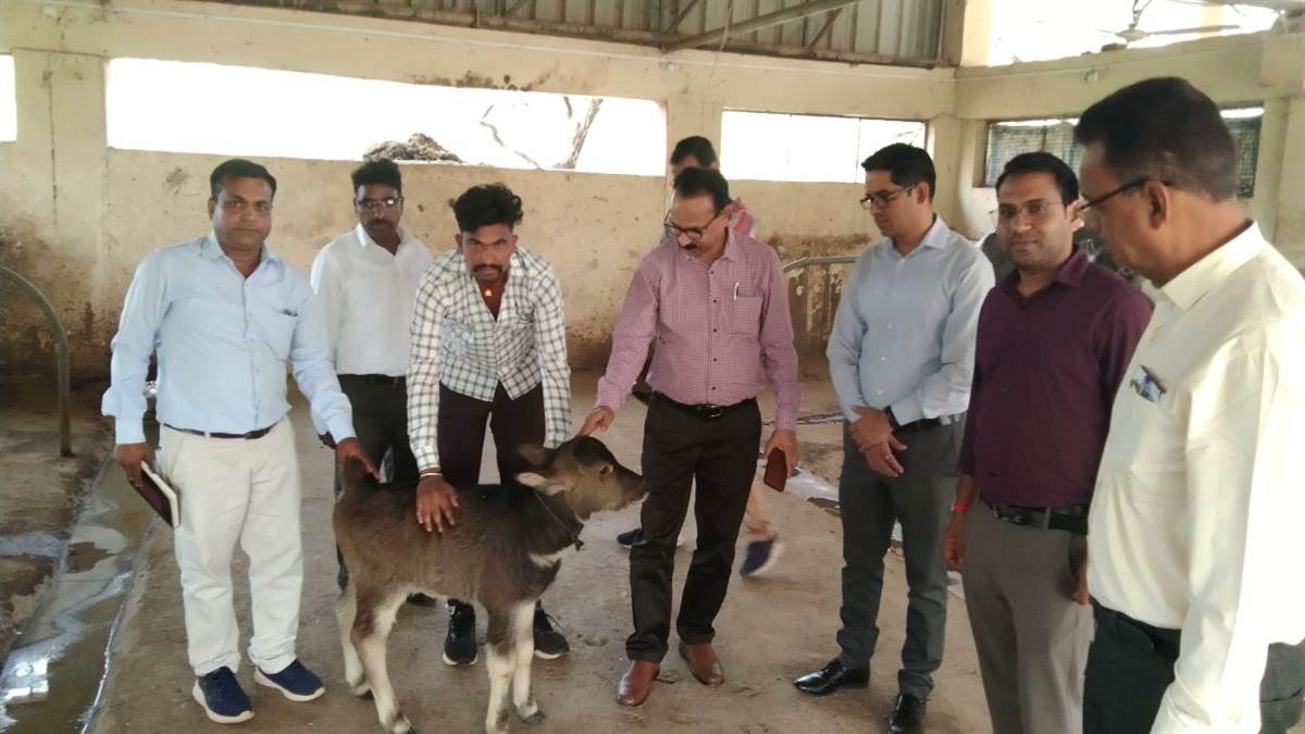 शिवपुरी भदावरी ब्रीडिंग सेंटर बना संजीवनी: 3 साल में दोगुनी हुई संख्या, देसी नस्ल के संरक्षण को मिली नई उम्मीद