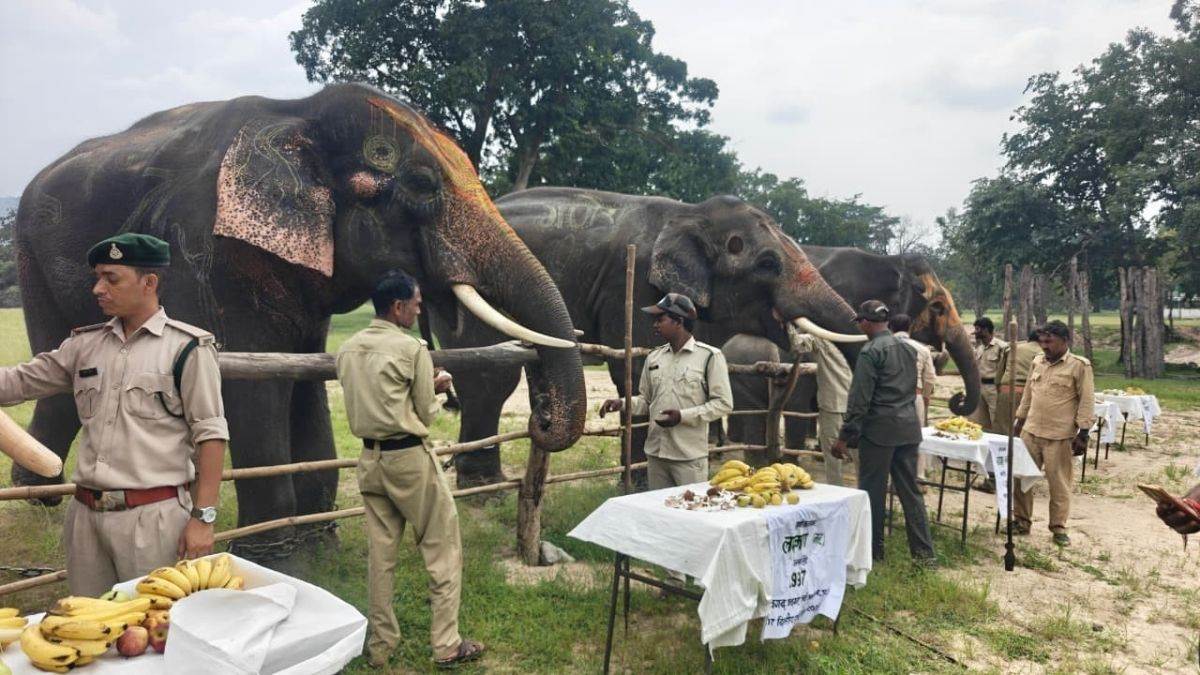 Elephant Festival : उमरिया में बांधवगढ़ के सभी हाथी लेंगे पांच दिनों तक पार्टी का आनंद