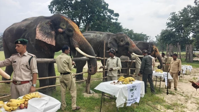 Elephant Festival : उमरिया में बांधवगढ़ के सभी हाथी लेंगे पांच दिनों तक पार्टी का आनंद