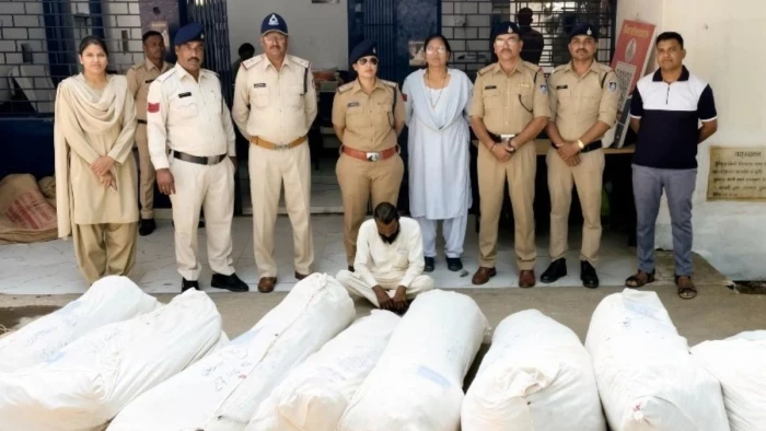 रतलाम में फिर मिला कपास-मक्का की फसल के बीच उगाया गांजा, 880 पौधे किए जब्त