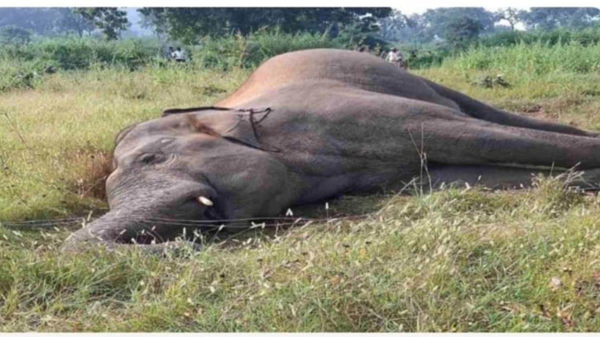 शहडोल में करंट से मरे साथी हाथी की कब्र पर पहुंचा झुंड, डीएफओ बोलीं- हाथियों...