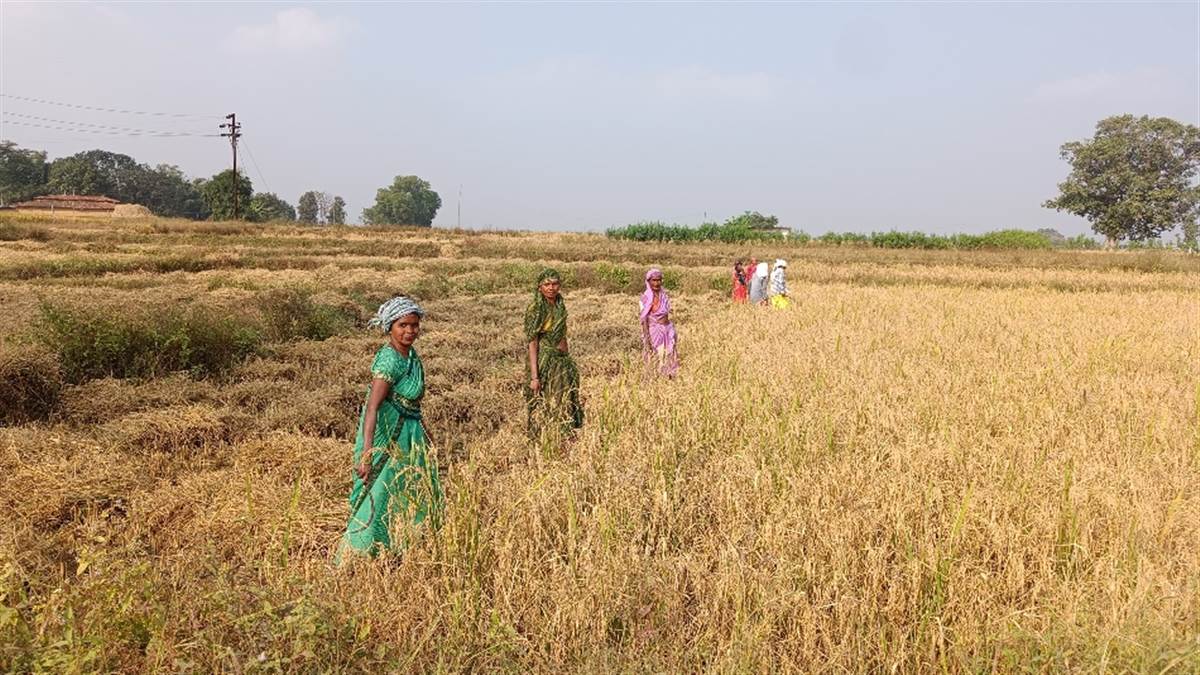 अजब – गजब : 100 हेक्टेयर कागजों में बोया धान