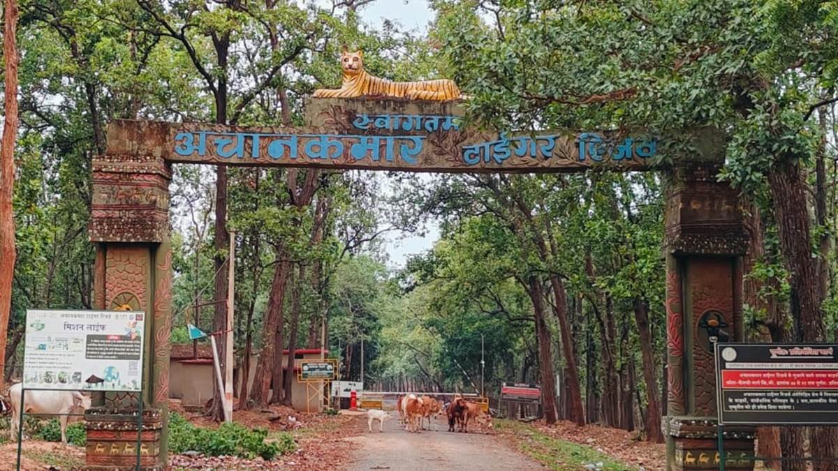पर्यटकों को दिखा बाघ दिन-ब- दिन बढ़ती जा रही संख्या, टाइगर रिजर्व की राह आसान