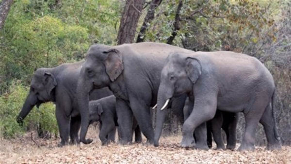 प्रदेश में आगमन पर आए हाथों पर भारी बोझ पड़ा, सरकार ने इसके लिए कभी बजट ही नहीं दिया…