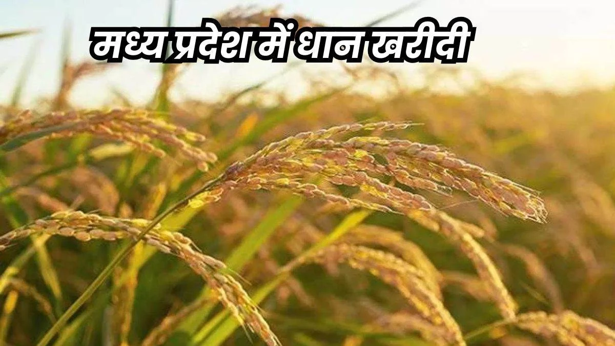 MP Dhan Kharidi 2025: मध्य प्रदेश में धान का समर्थन मूल्य 2,369 रुपये, एक दिसंबर से होगा उपार्जन