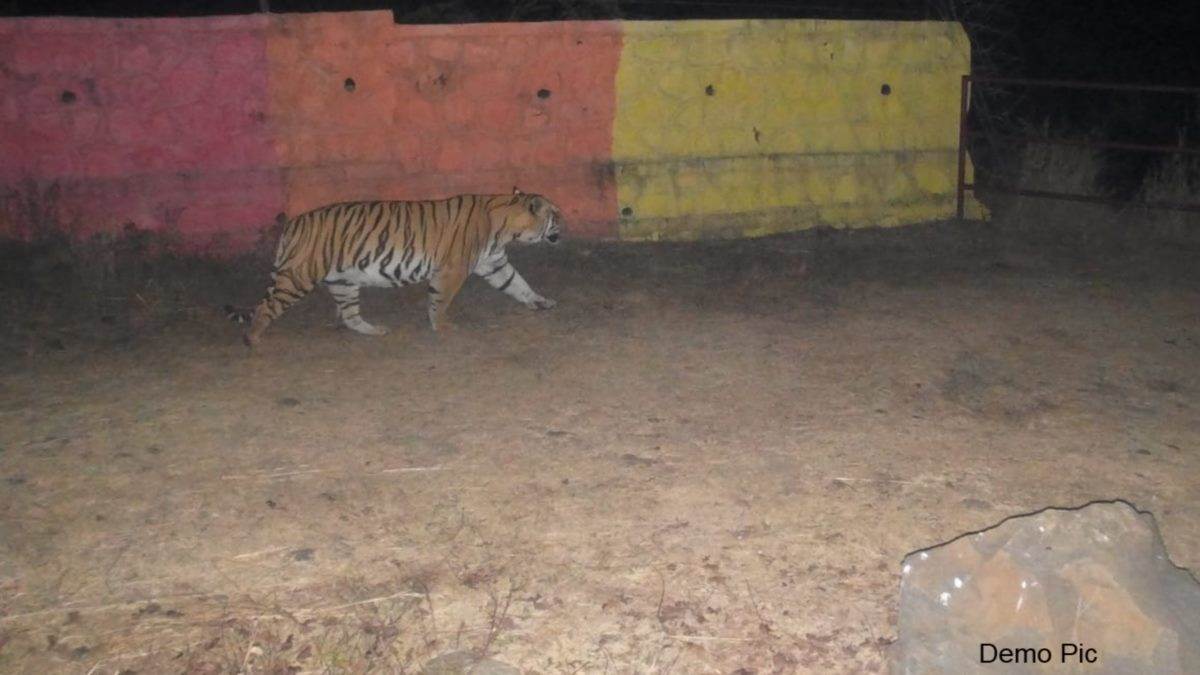 Tiger In Bhopal: कोलार पहाड़ी पर लोगों को नजर आया बाघ वन विभाग कर रहा ...