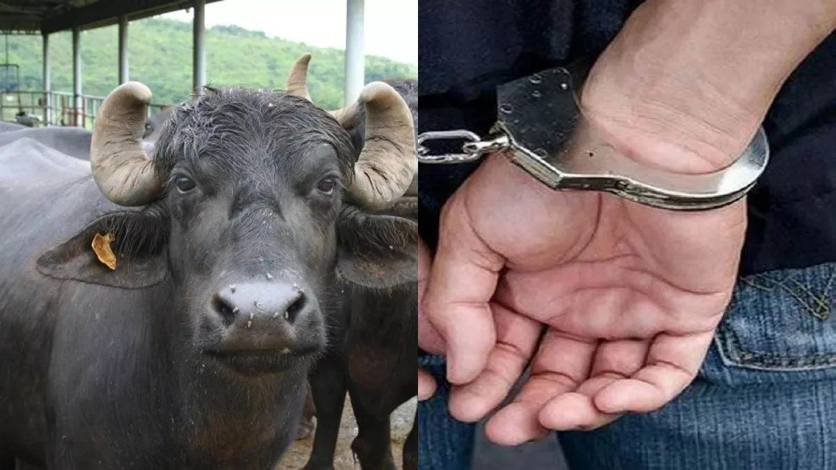 सावधान! ग्वालियर में सक्रिय है UP का भैंस चोर गैंग... दो भैंसे चुराकर झांसी में बूचड़खाने में बेचा, 4 आरोपी गिरफ्तार