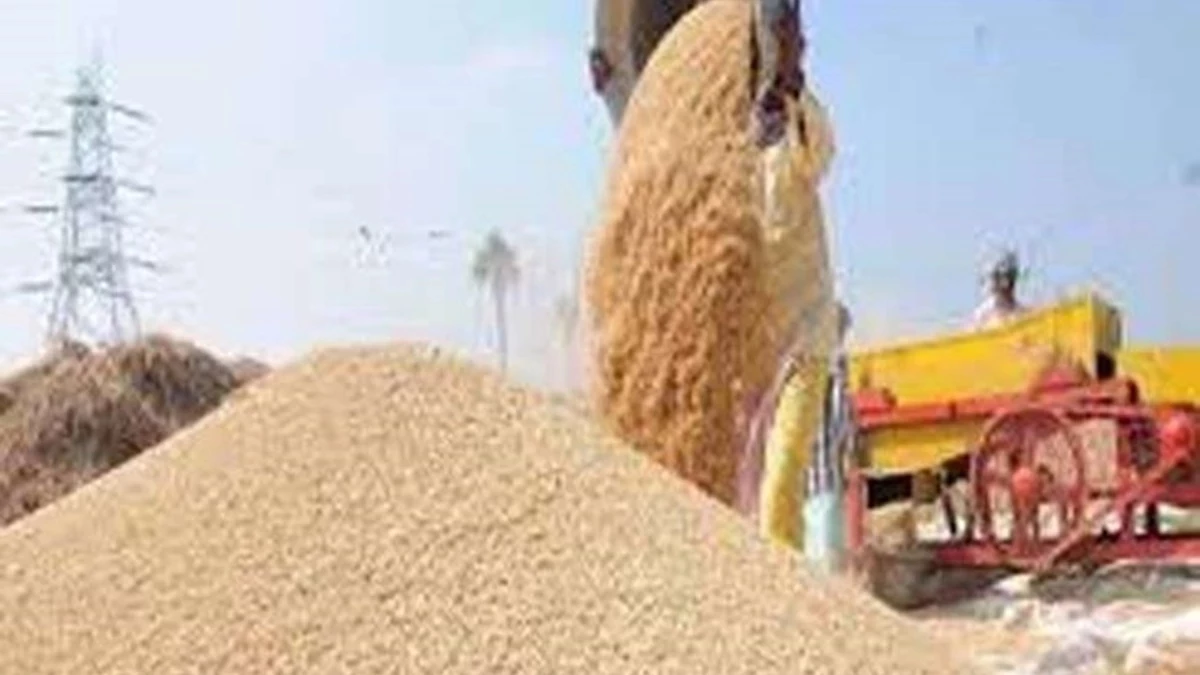 बिलासपुर में 'धान का खेल'... तौल कांटे पर हो रही मेहनत की कटौती, बिचौलियों के खातों में जा रहा किसानों का हक