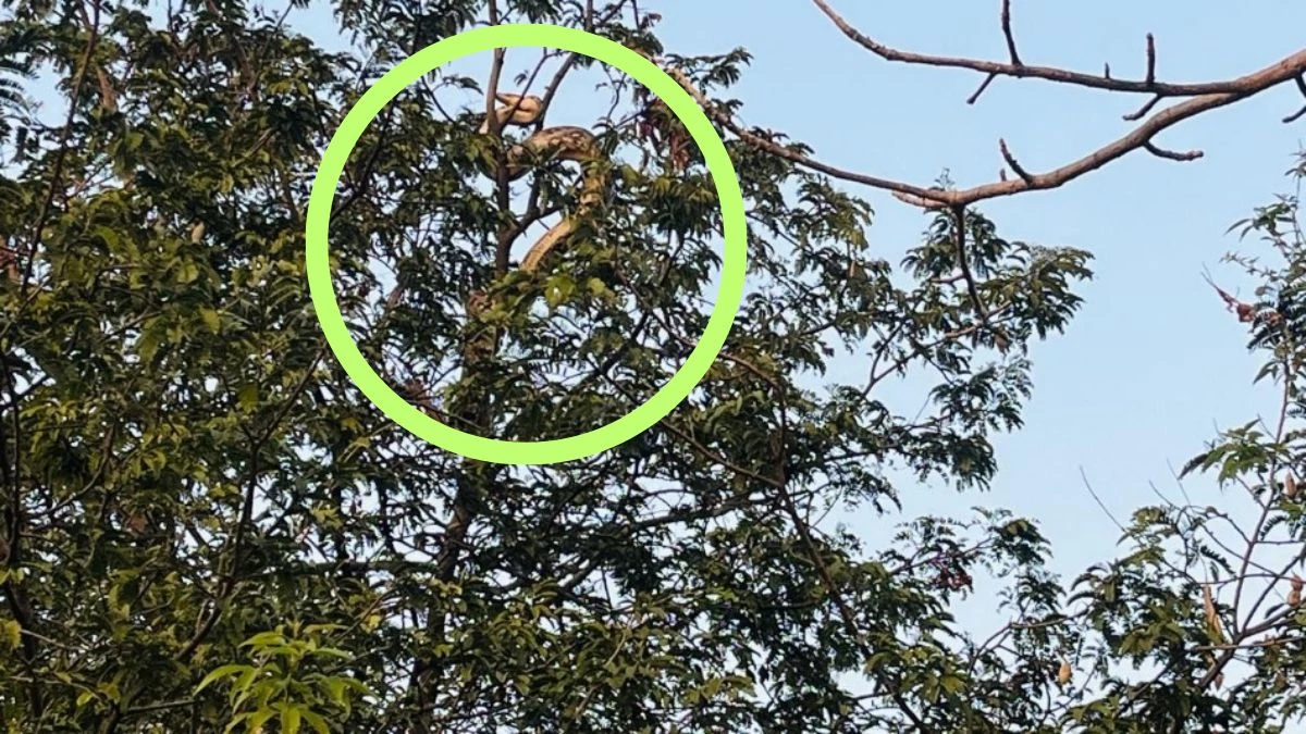 CG के सरगुजा में दिखा विशालकाय अजगर, बकरी के बच्चे को निगलने के बाद घंटों पेड़ पर बैठा रहा