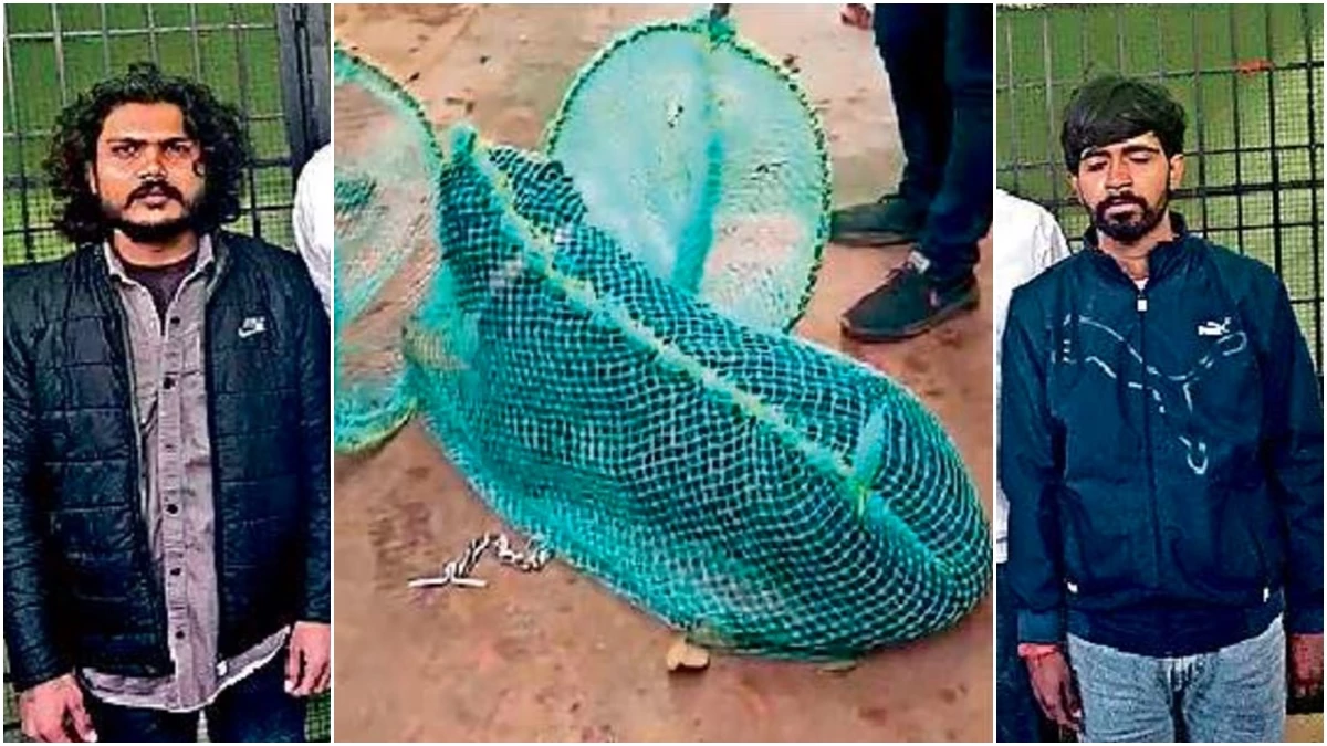 ग्वालियर में सटोरिए ने पुलिस पर हमला करने के लिए पाल रखे थे रोटवीलर डॉग, गिरफ्तार करने पहुंचती तो उन पर छोड़ देता