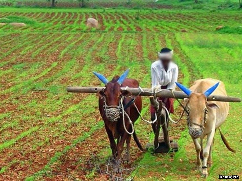 अफसरों की लापरवाही ने डुबा दी किसानों की फसल बीमा राशि