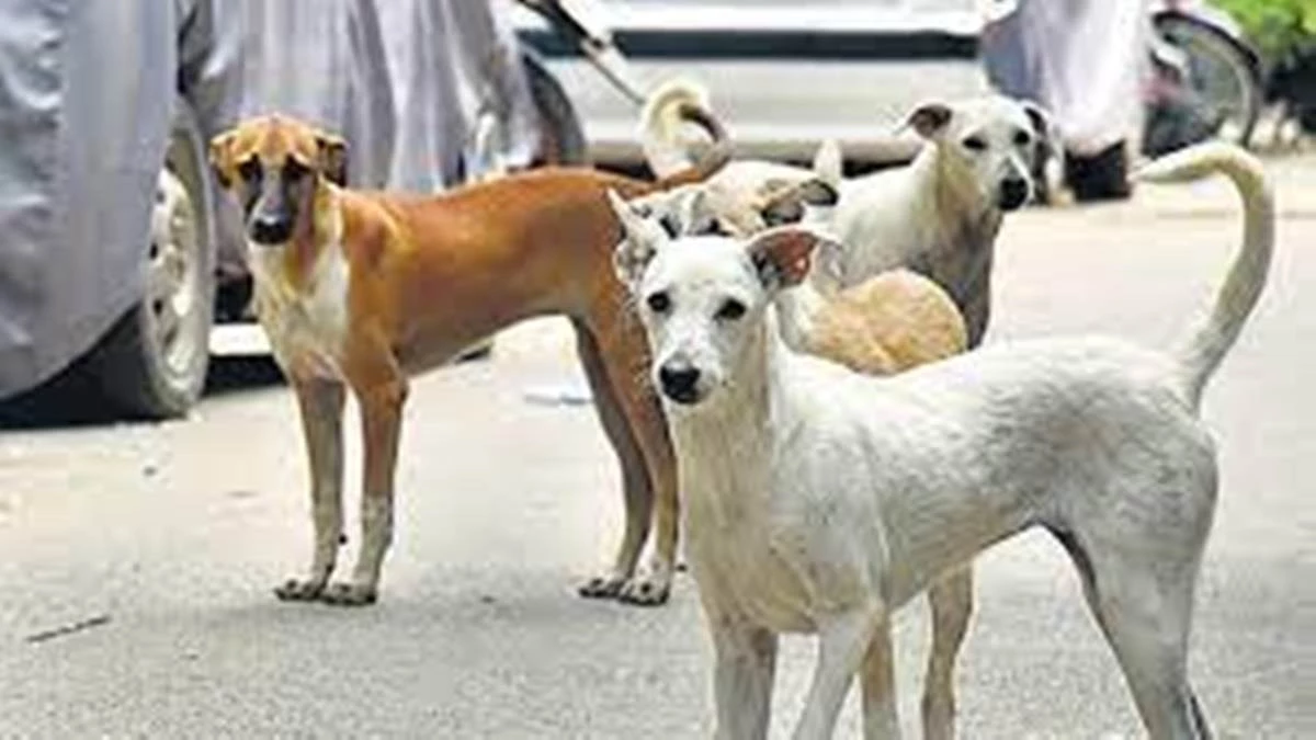 खौफनाक घटना: 10 मिनट तक छह साल के मासूम को नोचते रहे तीन आवारा कुत्ते, खोपड़ी खुल गई, शरीर में 200 से ज्‍यादा छेद