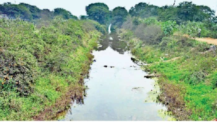 MP Budget 2026: जबलपुर से रीवा तक खिलेगी खुशहाली: बरगी नहर के लिए 399 करोड़ रुपये मंजूर, 3.76 लाख हेक्टेयर में होगी सिंचाई