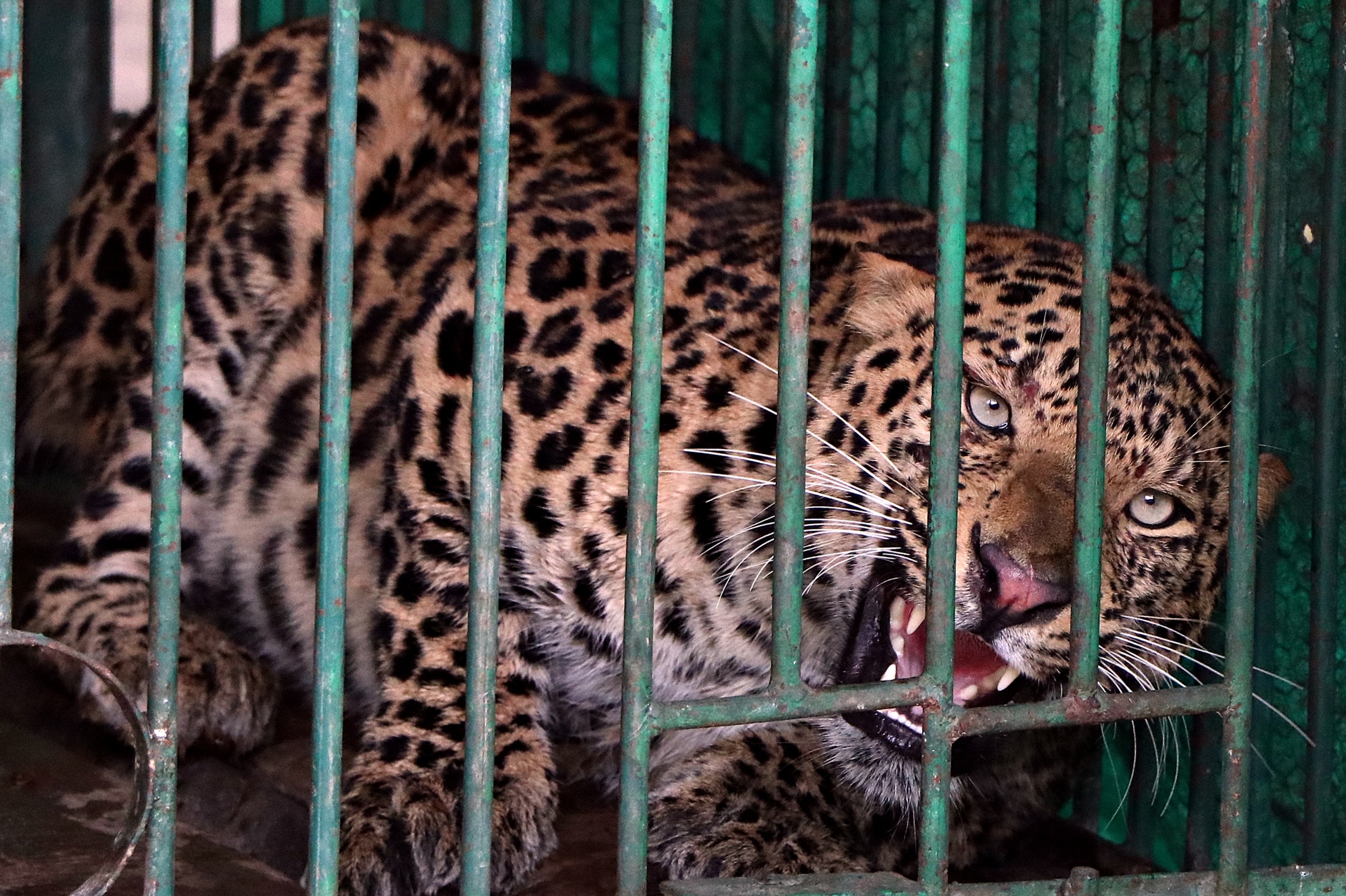 Forest Department Indore News 11 month old girl injured in leopard attack dies on ninth day