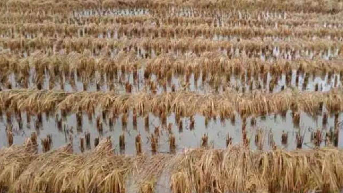 Rain in MP: मध्‍य प्रदेश में वर्षा और ओलावृष्टि से 25 जिलों में गेहूं व चना की फसल को नुकसान