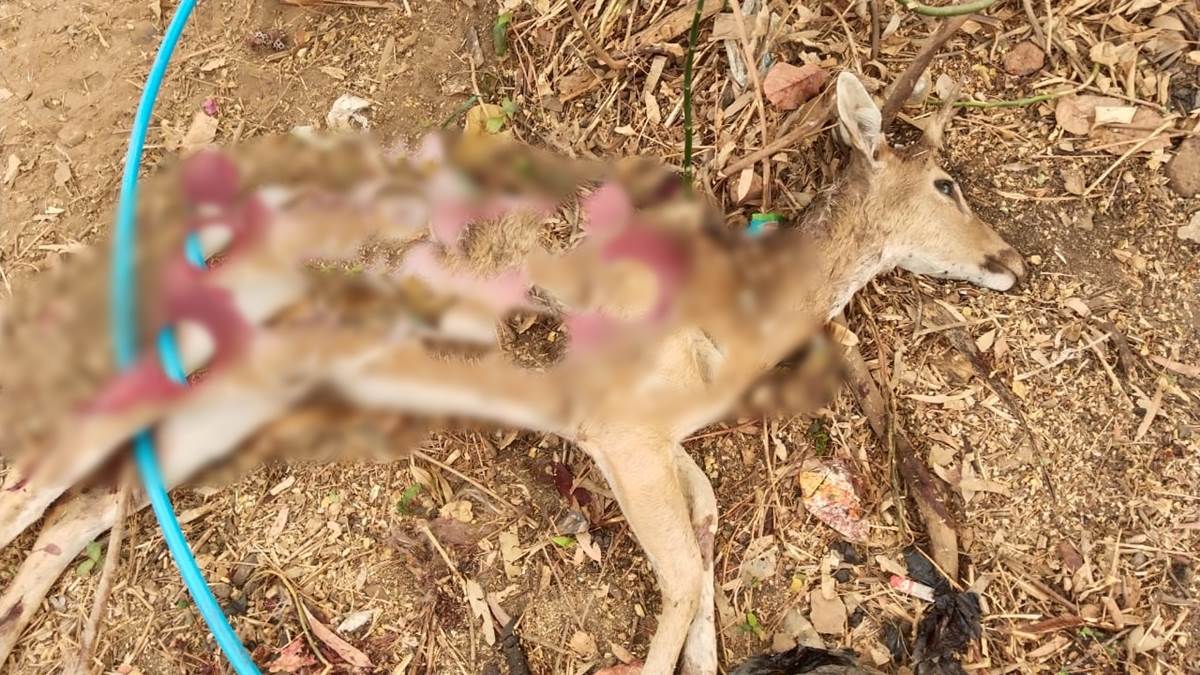 Shahdol News: शहडोल के कल्याणपुर में मृत मिला हिरण, वन विभाग का अमला मौके पर कर रहा जांच