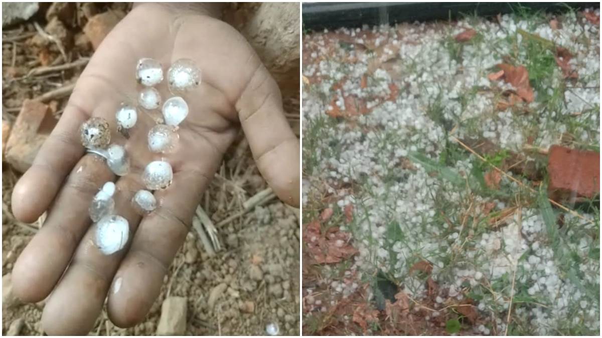 Rain in Madhya Pradesh: मध्‍य प्रदेश में बेमौसम वर्षा से धुल गए किसानों के अरमान, आंधी और ओलावृष्टि से फसलों को व्यापक नुकसान