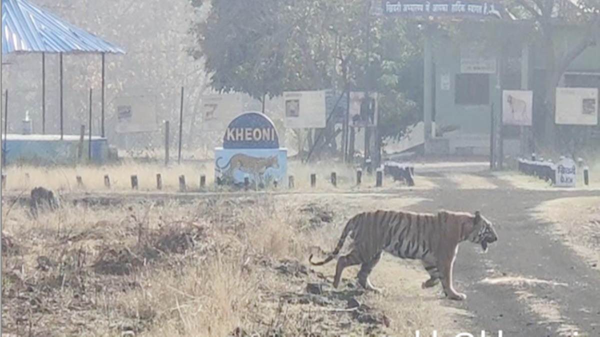 Dewas News:  खिवनी अभयारण्‍य रेस्ट हाउस के पास पर्यटकों को दिखा बाघ, बनाए वीडियो