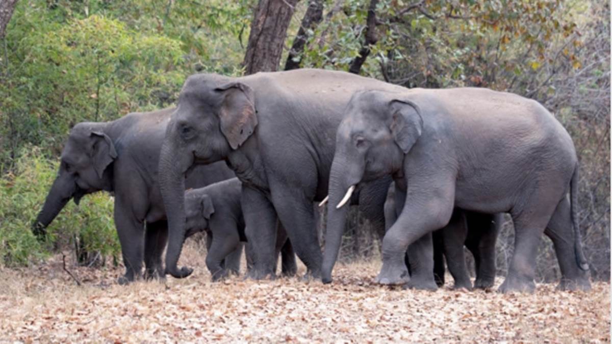 Elephant whisperers: फुसफुसाते तो हाथी भी हैं, पर समझता कोई नहीं, बांधवगढ़ टाइगर रिजर्व क्षेत्र के गांवों में सर्वाधिक दहशत