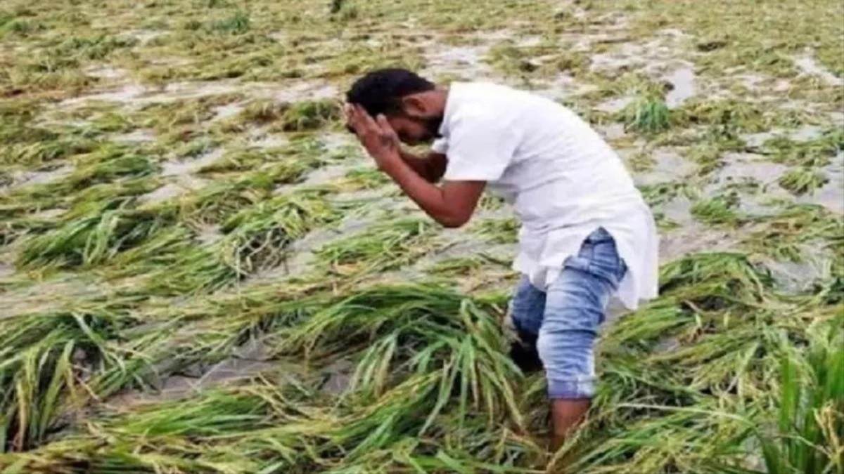 MP के मुलताई में बारिश का कहर... 10 मिनट की ओलावृष्टि ने गेहूं की सुनहरी फसल पर फेरा पानी