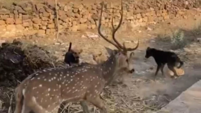 छतरपुर में आवारा कुत्तों के जबड़े से हिरण को खींच लाए बच्चे, ग्रामीणों ने सुरक्षित जंगल में छोड़ा