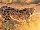 14 Cheetahs to come to Madhya Pradesh for Cheetah project, in November