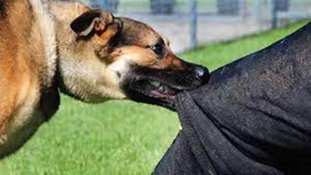 Gwalior Dog Attack पांच साल की मासूम पर श्वान का हमला, हाथ का खींचा