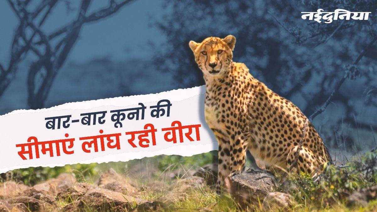 Kuno National Park: कूनो से निकलकर ग्वालियर की सीमा में घूम रही मादा चीता वीरा का अभी नहीं होगा रेस्क्यू