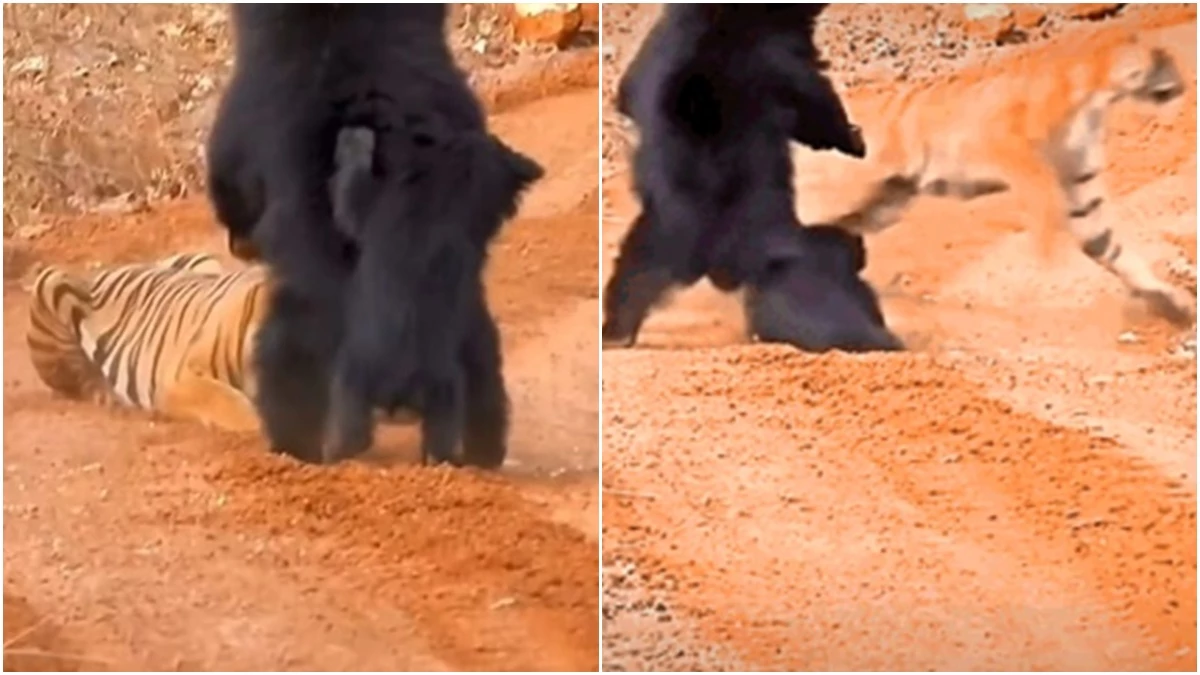 Wildlife Video: Fearing the courage of the female bear, Tiger ran away ... came to hunting her child