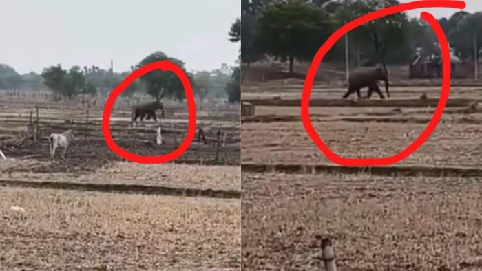 रीवा के गुढ़ तहसील के गांवों में हाथी का आतंक, बाउंड्रीवाल तोड़ीं, दहशत में ग्रामीण
