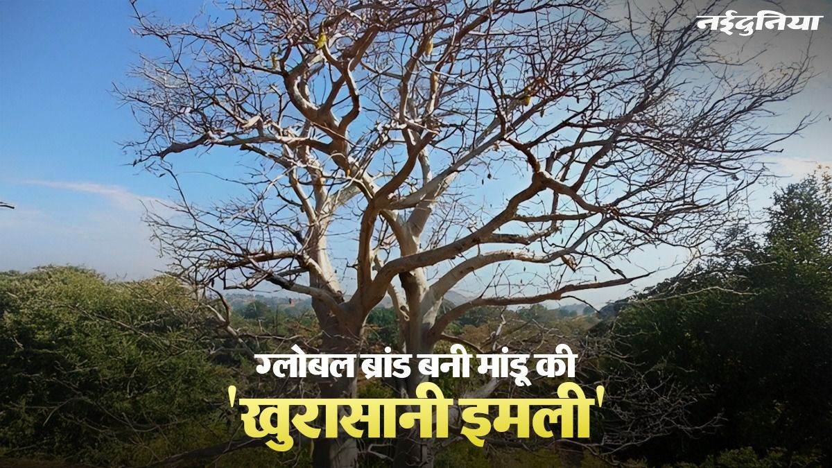 मांडू की दुर्लभ 'खुरासानी इमली' को मिला GI टैग, धार के आदिवासियों के लिए खुलेंगे कमाई के नए रास्ते, 600 साल पुराना है इतिहास