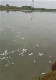 बेतवा नदी में लाखों की संख्या में मछलियां मरी