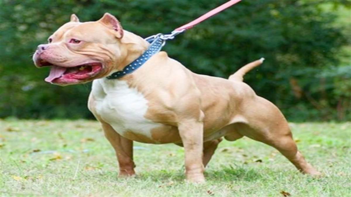 lifestyle: पिट बुल, राट वायलर जैसे श्‍वान खतरनाक होने के बावजूद लोगों ...