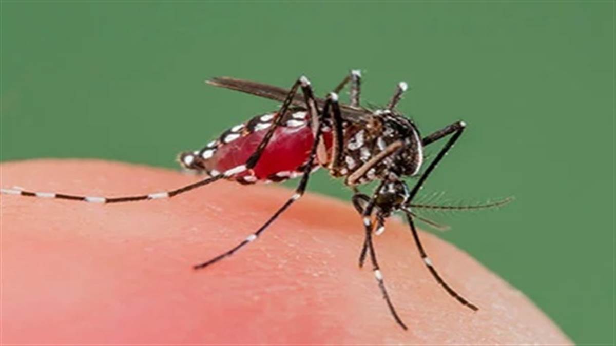 Dengue Fever बारिश में डेंगू के मच्छरों से ज्यादा खतरा, इन बातों की