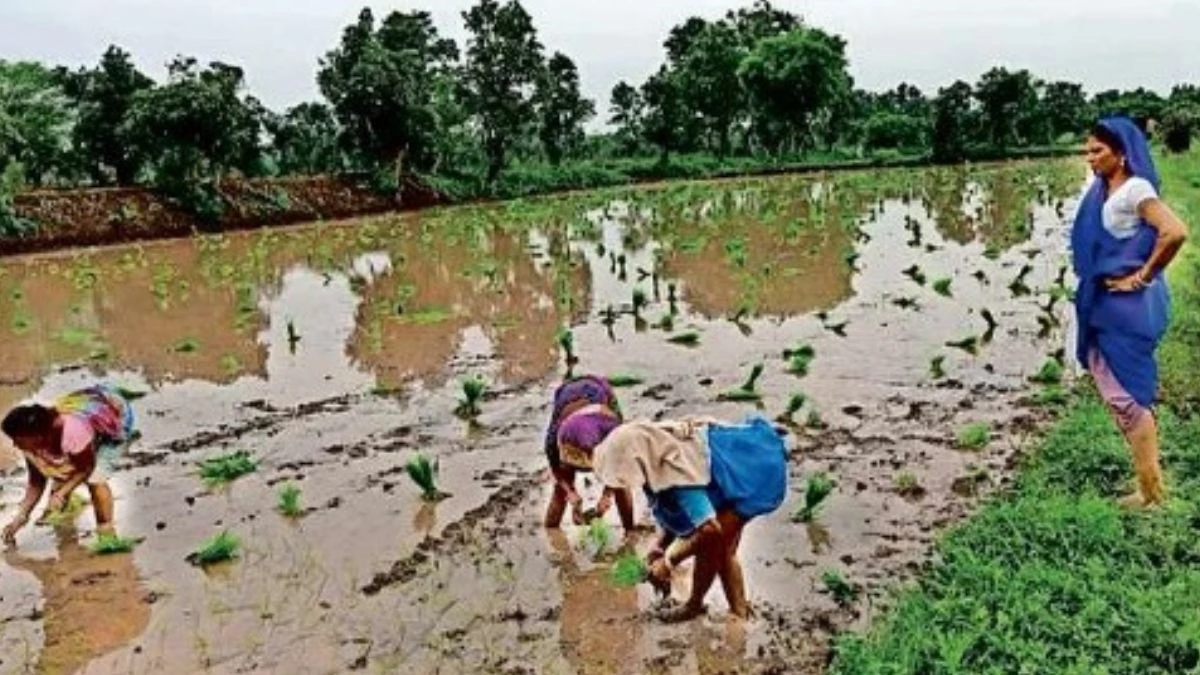 MP के अनूपपुर में झमाझम बारिश से जलाशय-तालाब हुए लबालब... फसलों की बोवनी जोरों पर; डीएपी की किल्लत से किसान परेशान