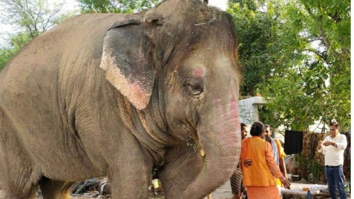 अब कैसी तबीयत है श्यामू की... महाकाल मंदिर समिति ने हाथी मालिक को चिट्ठी लिखकर पूछा हालचाल