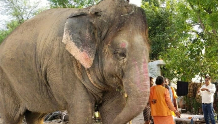 अब कैसी तबीयत है श्यामू की... महाकाल मंदिर समिति ने हाथी मालिक को चिट्ठी लिखकर पूछा हालचाल