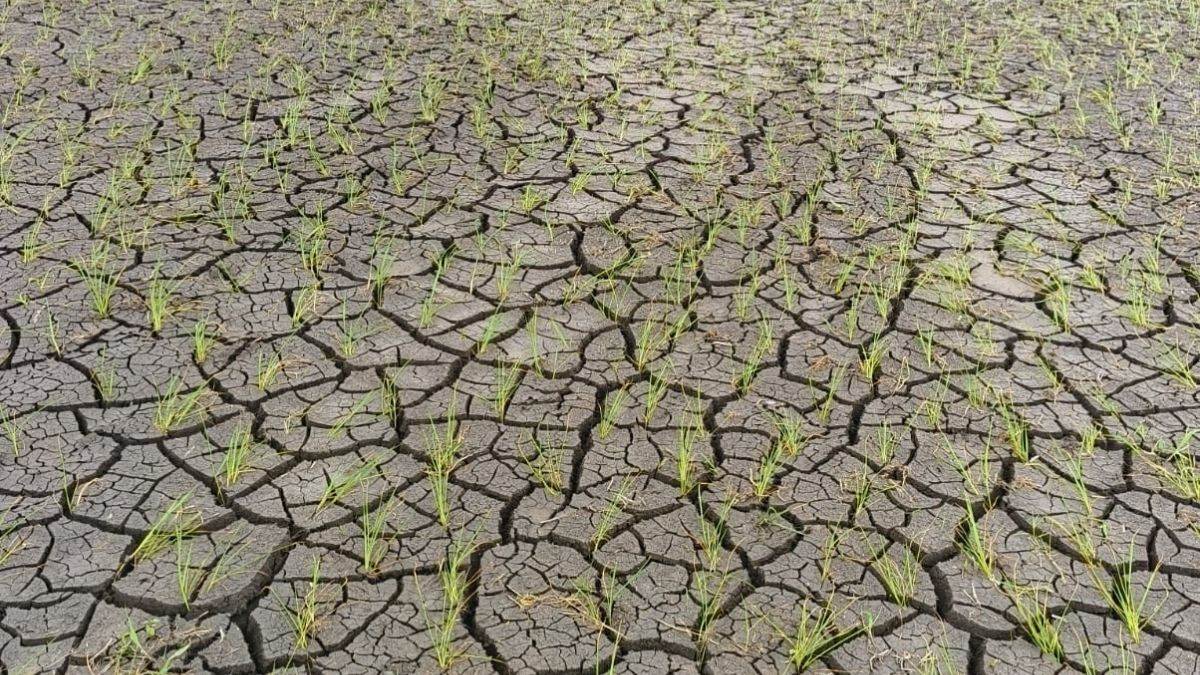 विदिशा में बारिश की बेरुखी से सोयाबीन पर संकट... जमीन सूखने लगी, पौधों की बढ़त रुकी