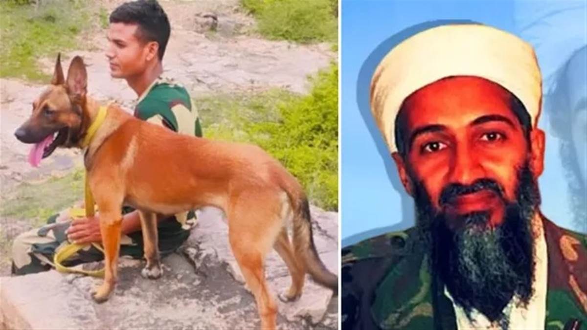 ओसामा को ढूंढने वाला कुत्ता अब यूपी पुलिस के पास... BSF सेंटर से ट्रेनिंग लेकर आया 'टकर'