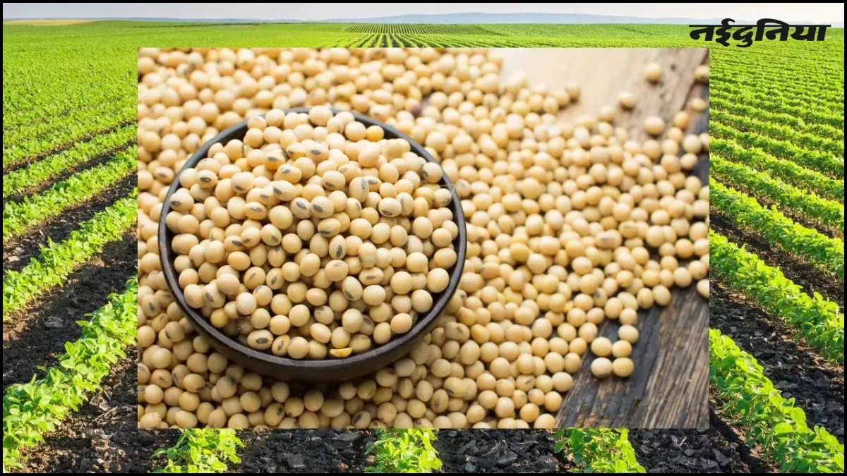 MP के किसानों के लिए बड़ी खबर, Diwali के बाद भावांतर योजना में होगी सोयाबीन की खरीदी